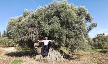 الأب رائد أبو ساحلية ومشروع توثيق زيتون الأرض المقدسة