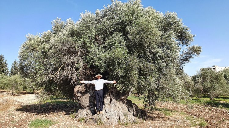 الأب رائد أبو ساحلية ومشروع توثيق زيتون الأرض المقدسة