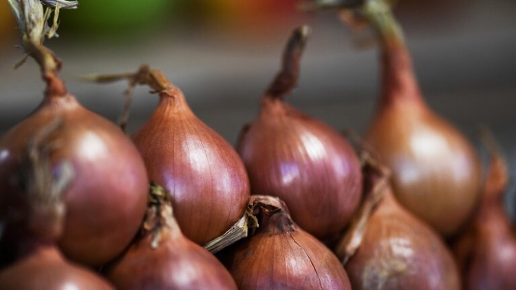 فوائد وأضرار البصل بنظر خبيرة روسية