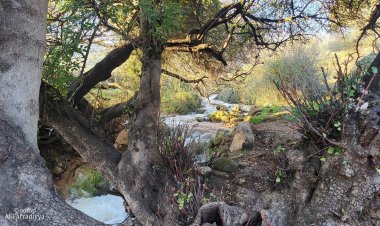 الفَرَّاضِيَّة بلد الينابيع والشلالات والزيتون