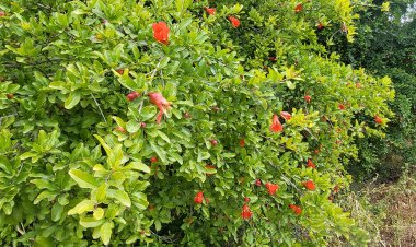 أزهار (نوَّار) الرمان في أيار وأثر الرُمّان على الأسماء الفلسطينية