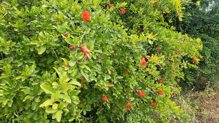 أزهار (نوَّار) الرمان في أيار وأثر الرُمّان على الأسماء الفلسطينية