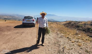 الزيتونات مدللات دلَّاتة بالقرب من صفد