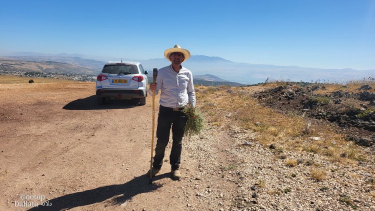 الزيتونات مدللات دلَّاتة بالقرب من صفد