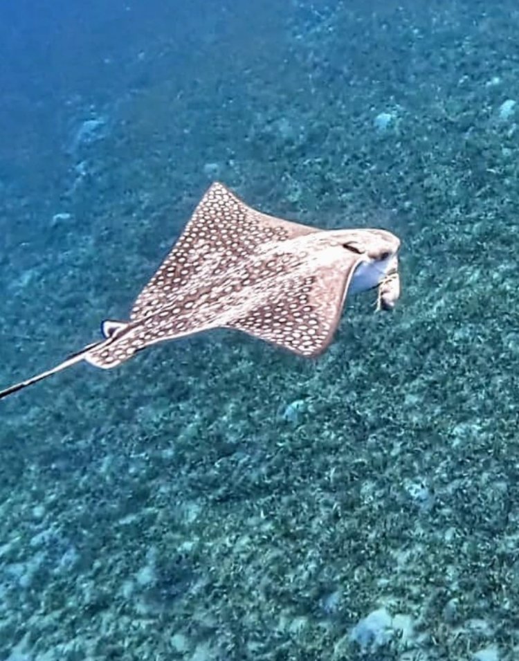 سمكة من نوع ‘خفاش البحر‘ شوهدت عالقة في خيوط الصيد في خليج إيلات