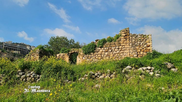 منصورةُ المغار، الدمارُ والعمارُ، الزيتونُ والأشجار ونبعُ مياهٍ جارٍ