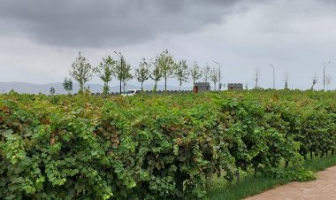 صاحب الكرمة هو الله - متى ٢١: ٣٣-٤٣ و٤٥-٤٦