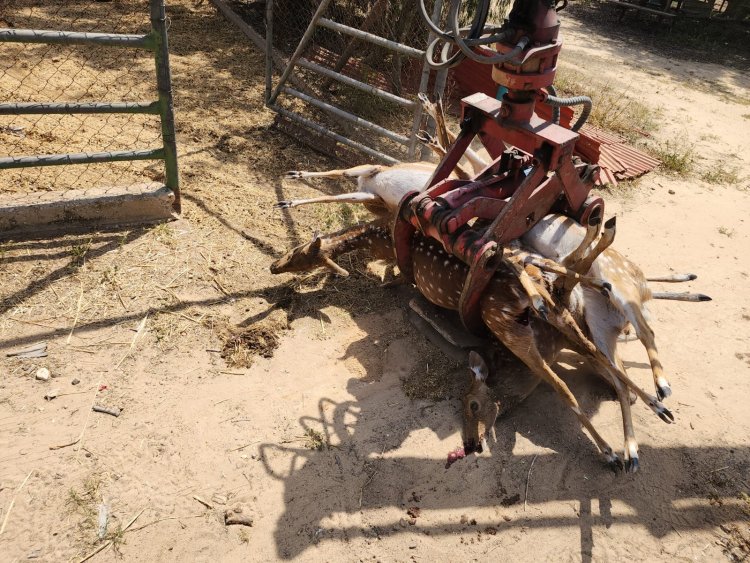 كلاب ضالة تجهز على سبعة غزلان في منطقة النقب الغربي