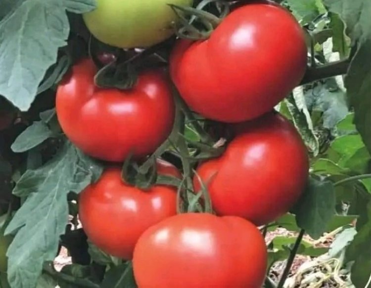 دراسة حديثة تؤكد أن البندورة تساعد في خفض ضغط الدم المرتفع