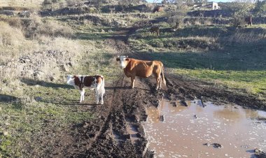 عين فيت العين البهية الجميلة من ناحية مسعدة في الجولان