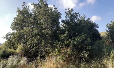 قرية قنير من قضاء حيفا لم يبق منها سوى بقايا أشجار وحجارة