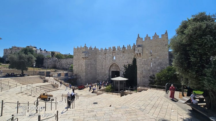 زيتونات أسوار القدس شاهد على تاريخ عريق
