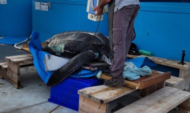 العثور على سلحفاة بحرية عملاقة وزنها نحو 300 كغم على شاطئ قرب الفريديس