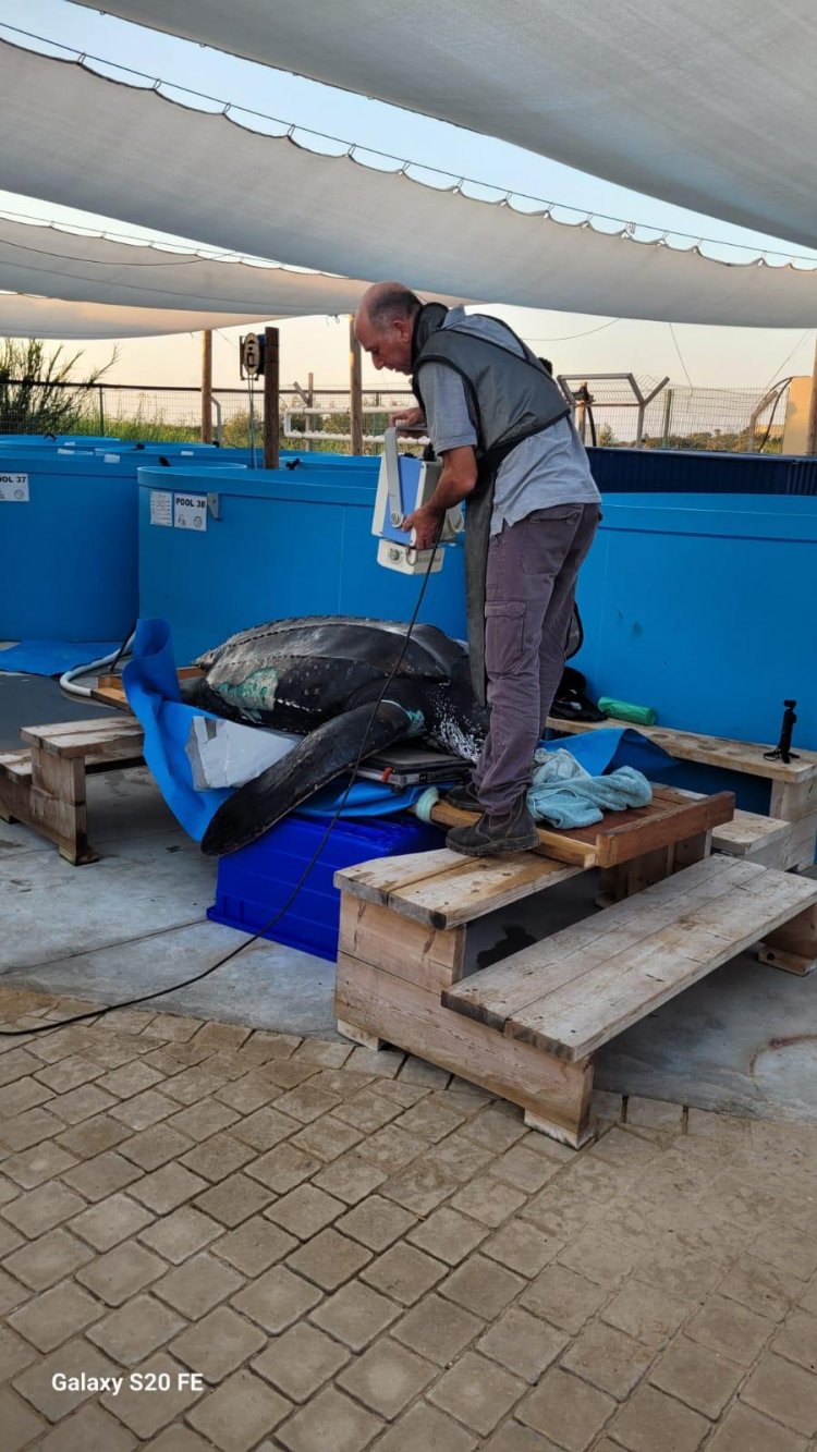 العثور على سلحفاة بحرية عملاقة وزنها نحو 300 كغم على شاطئ قرب الفريديس