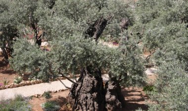 مِن ثِمارِهِم تَعرِفونَهم - متى ٧: ١٥-٢٠