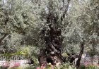 شجرة الزيتون