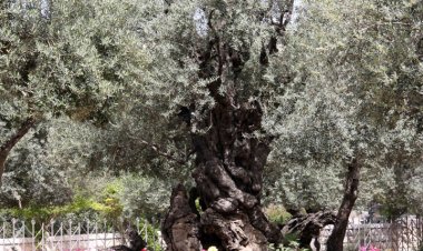 شجرة الزيتون