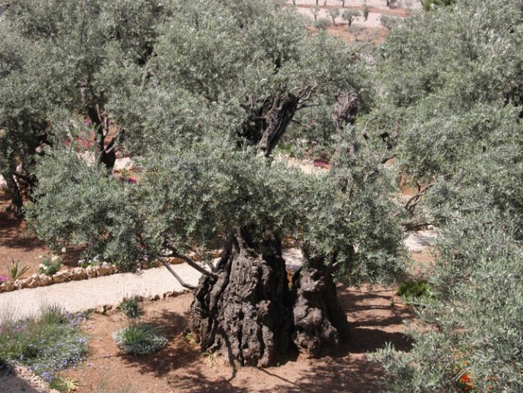 أوراق الزيتون الأخضر كنز طبيعي للصحة والوقاية من الأمراض